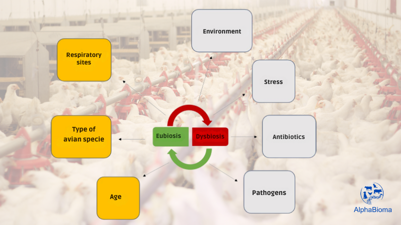 Microbiota Respiratória em Aves: Complexidades, Impactos na Saúde e Aplicações Práticas